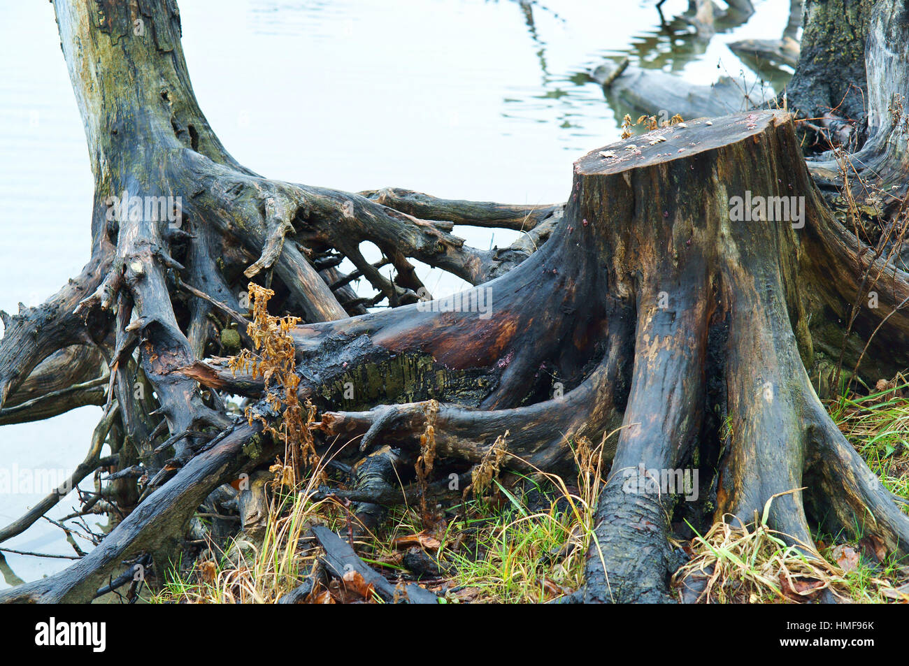 the snag in the water the roots of the old tree sticking out is dangerous Stock Photo Alamy
