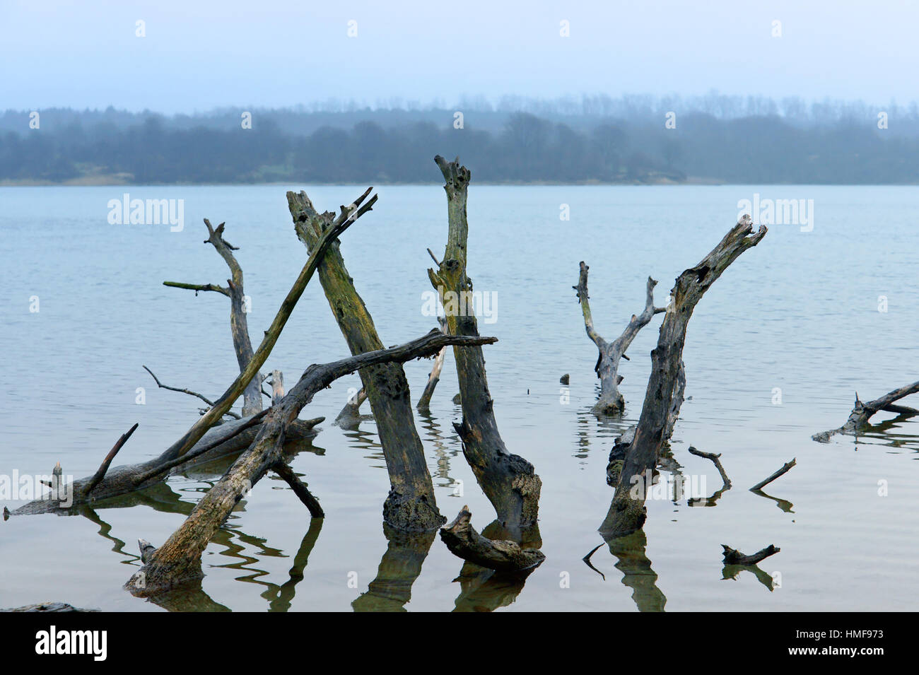 the snag in the water the roots of the old tree sticking out is dangerous Stock Photo Alamy