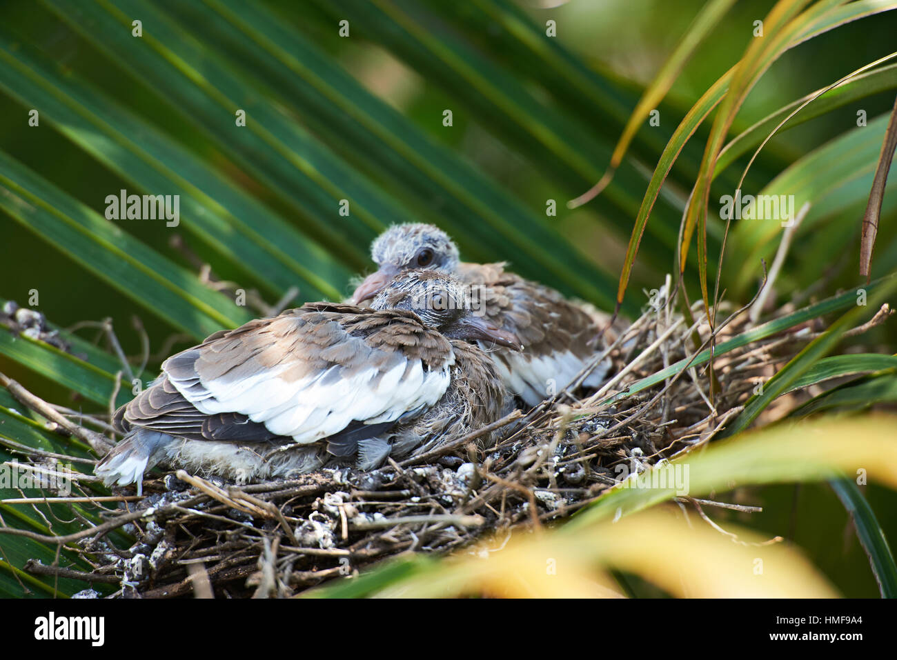 white wing dove chicks in palm tree nest Stock Photo