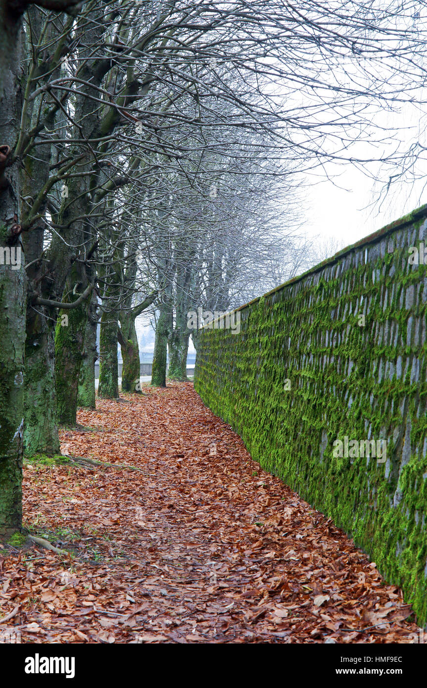 green moss covered the old stone wall Stock Photo - Alamy