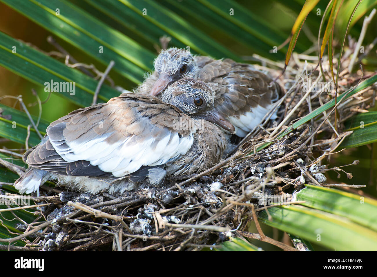 two chicks of white wing dove in tree nest Stock Photo
