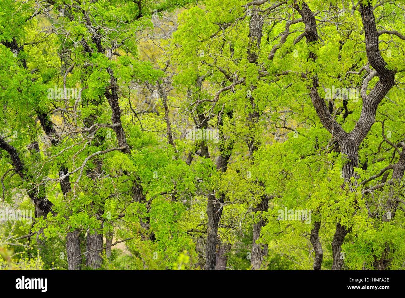 Spring trees in Texas Hill Country, Johnson City, Texas, USA Stock