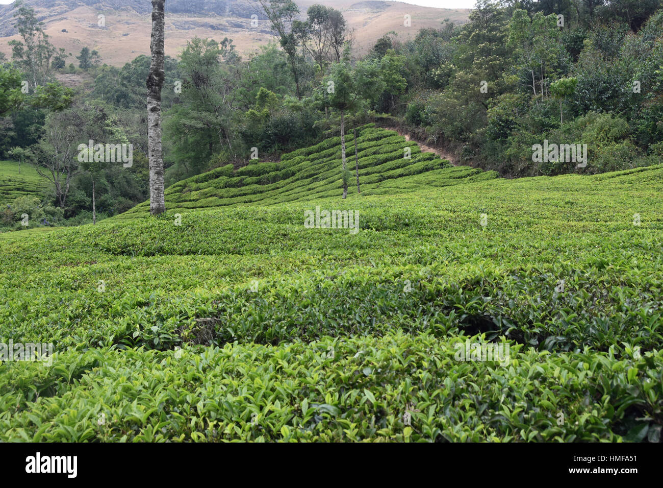 Indian Tea Gardens Stock Photo