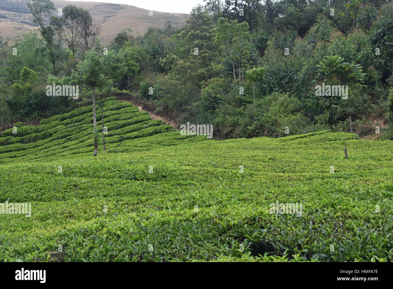 Indian Tea Gardens Stock Photo