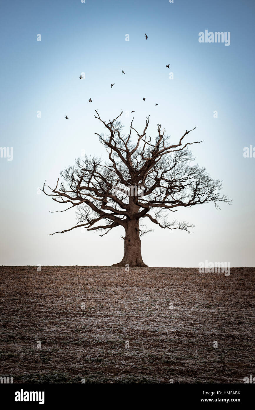 A flock of birds flying above a solitary oak tree Stock Photo