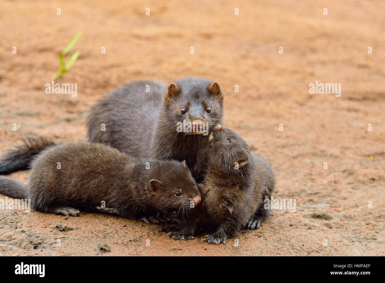 Baby mink hires stock photography and images Alamy