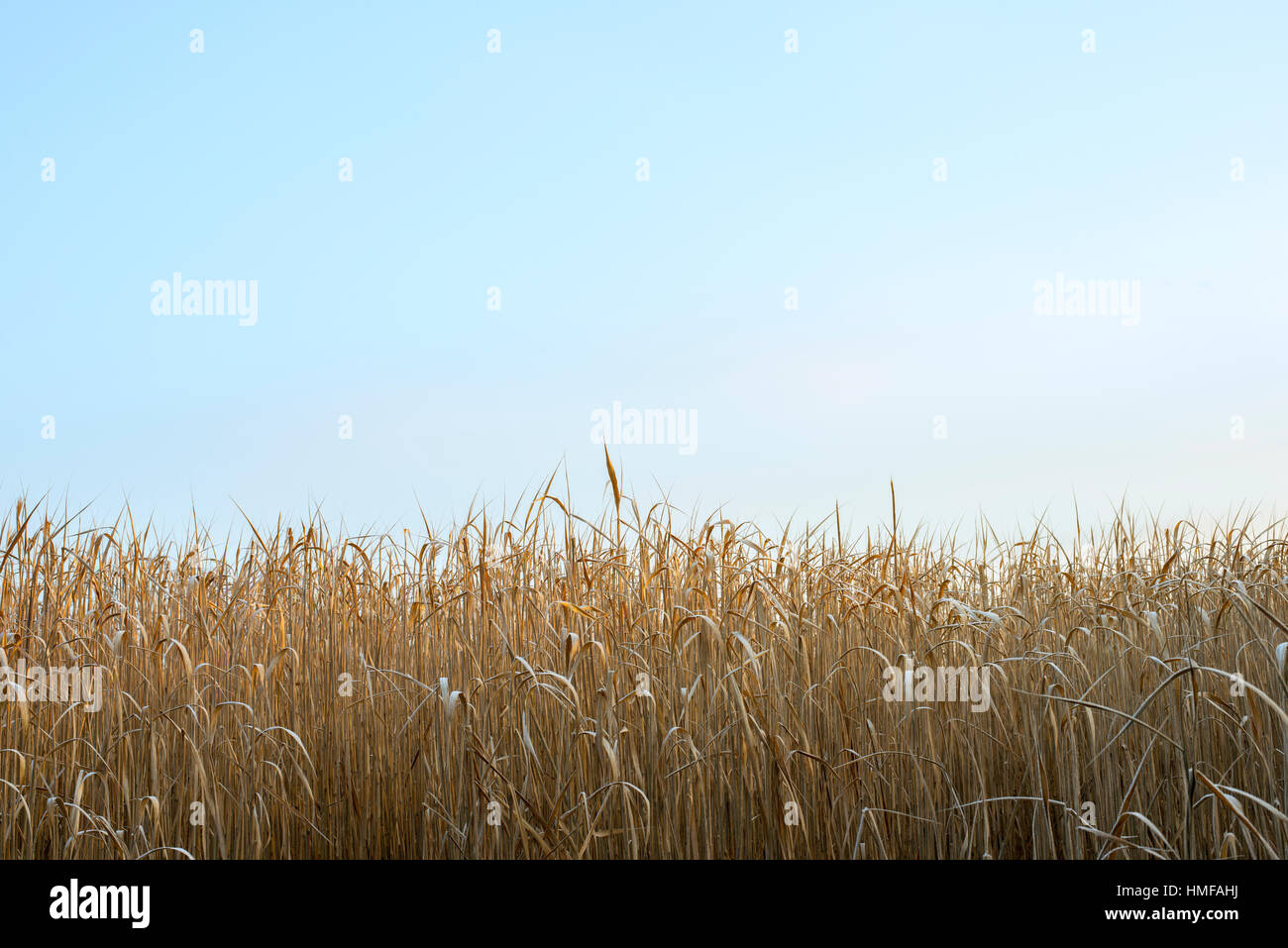 A field of crops under a blue sky Stock Photo