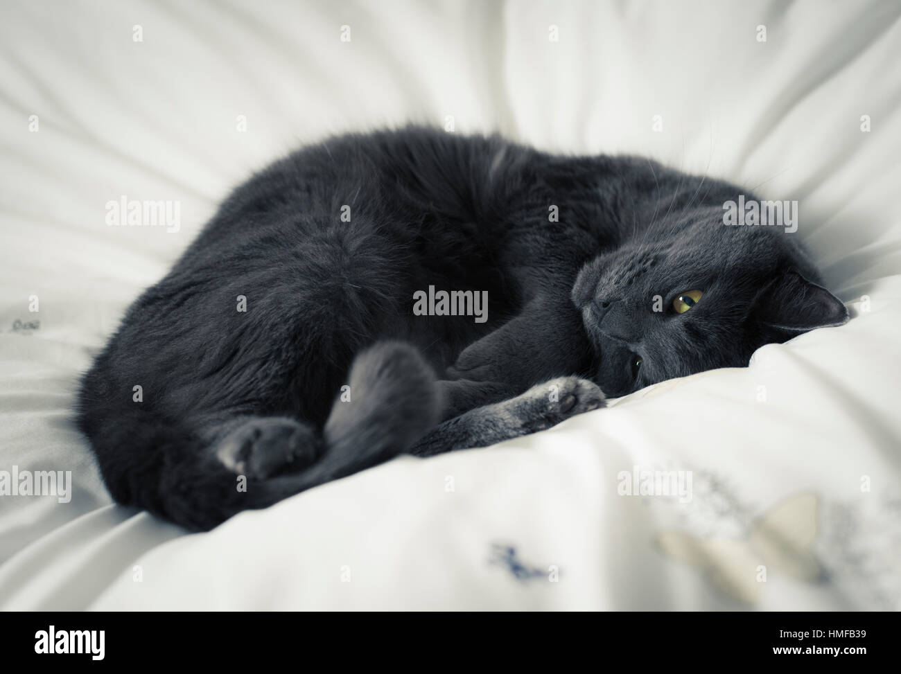 Cat curled up on white bedding Stock Photo