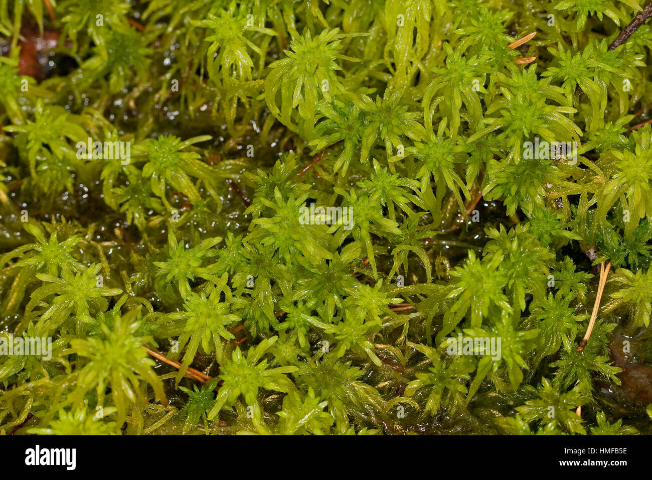 Natürliches Sphagnum Moos 500g - Torfmoos Für Zimmerpflanzen & Terrarium Deko