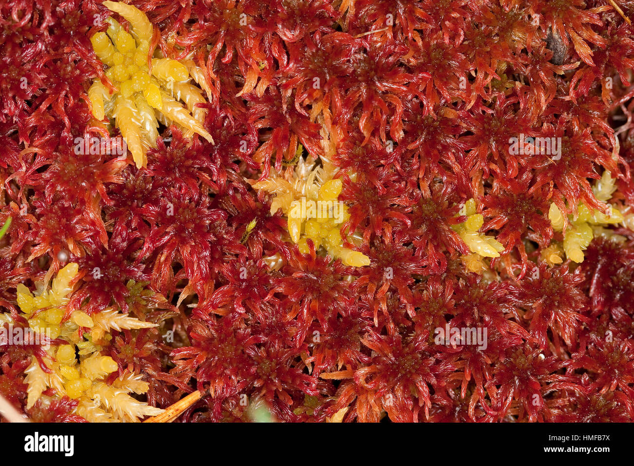 Torfmoos, Torf-Moos, Bleichmoos, Sphagnum spec., Sphagnaceae, Torfmoose, peat moss Stock Photo