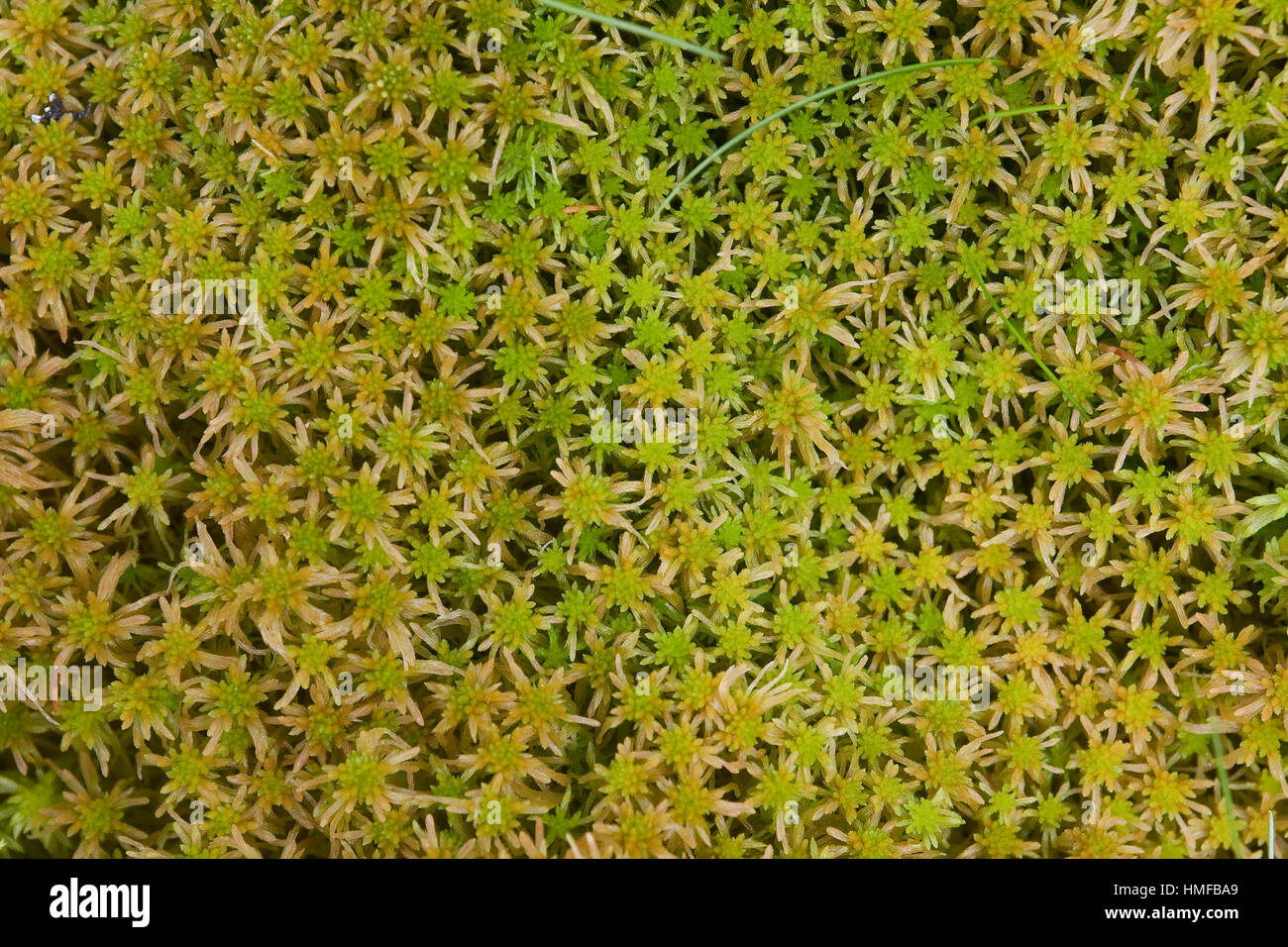 Torfmoos Sphagnum