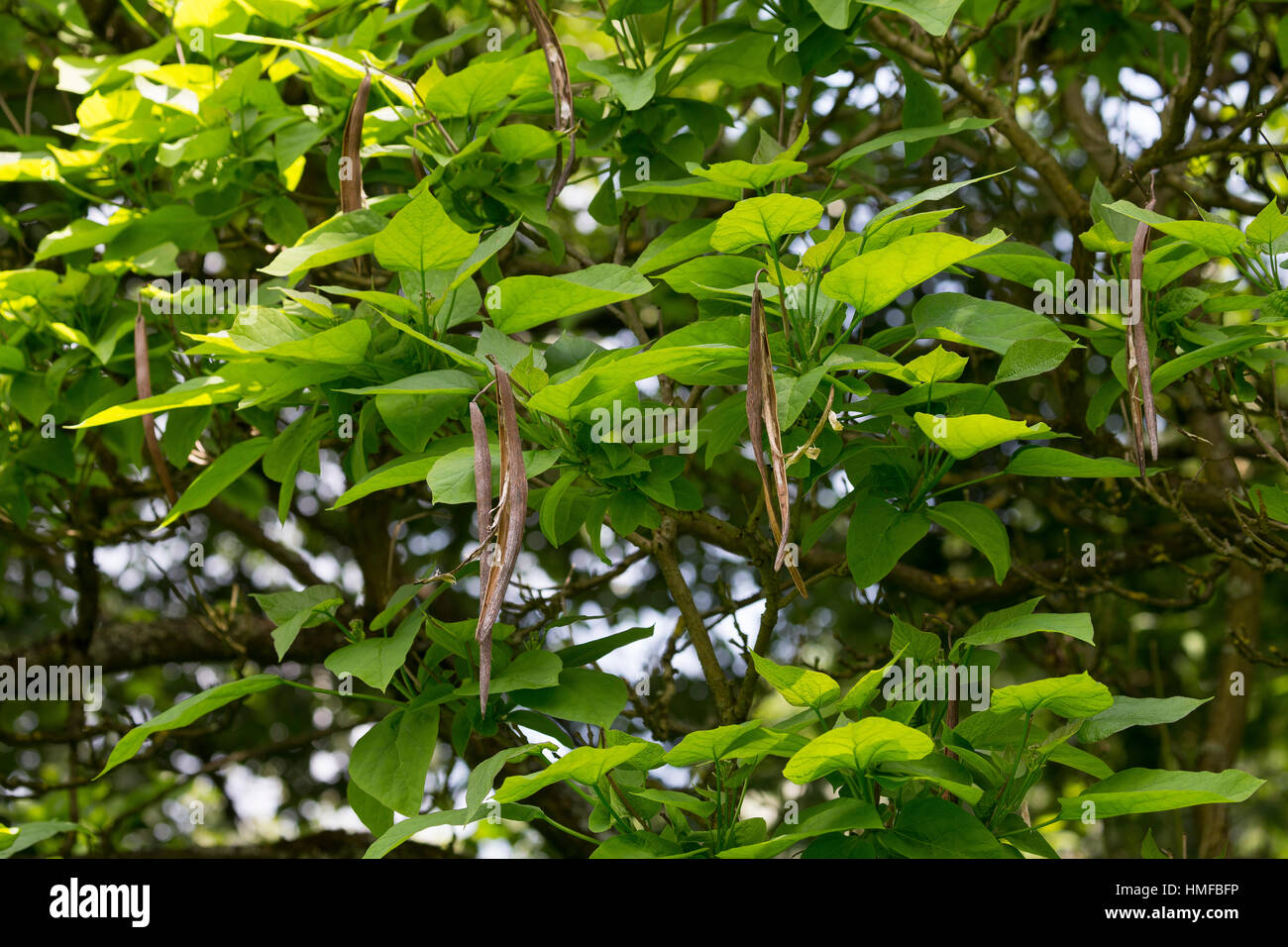 Gewöhnlicher Trompetenbaum, Catalpa bignonioides, southern catalpa, cigartree, Indian-bean-tree, Arbre aux haricots, Catalpa boule, Catalpa commun Stock Photo