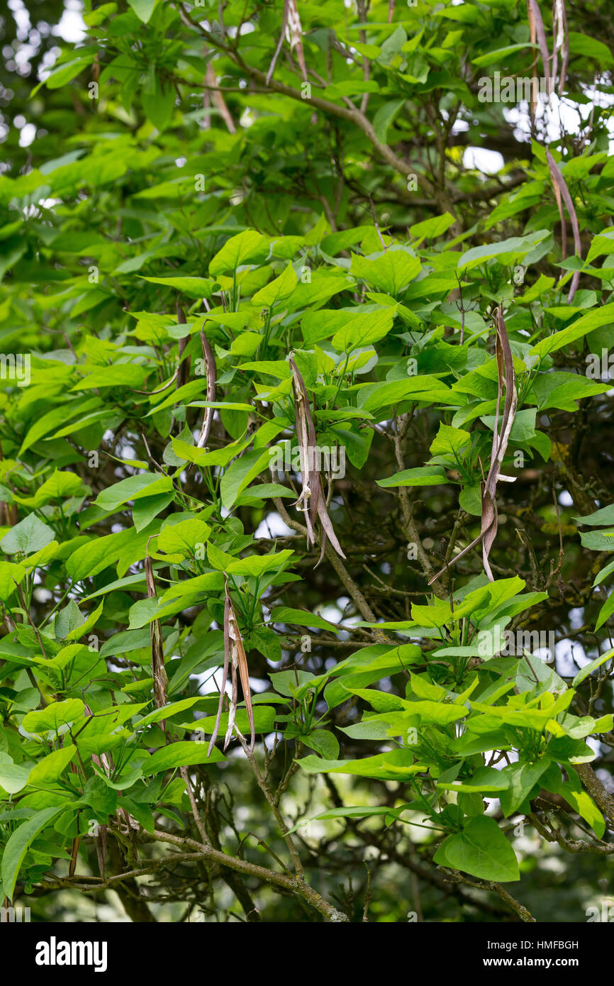 Gewöhnlicher Trompetenbaum, Catalpa bignonioides, southern catalpa, cigartree, Indian-bean-tree, Arbre aux haricots, Catalpa boule, Catalpa commun Stock Photo