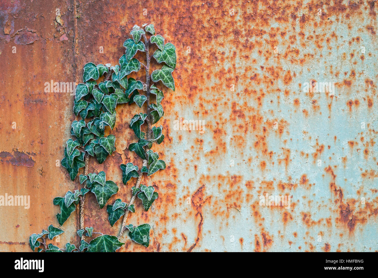 Ivy growing up a rusty metal panel Stock Photo