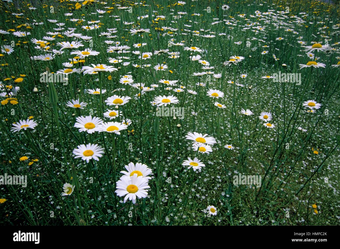 Muted colors urban hires stock photography and images Alamy