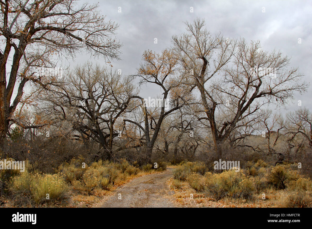 Cottonwood trees in winter along a hiking path in Ojo Caliente, New Mexico Stock Photo