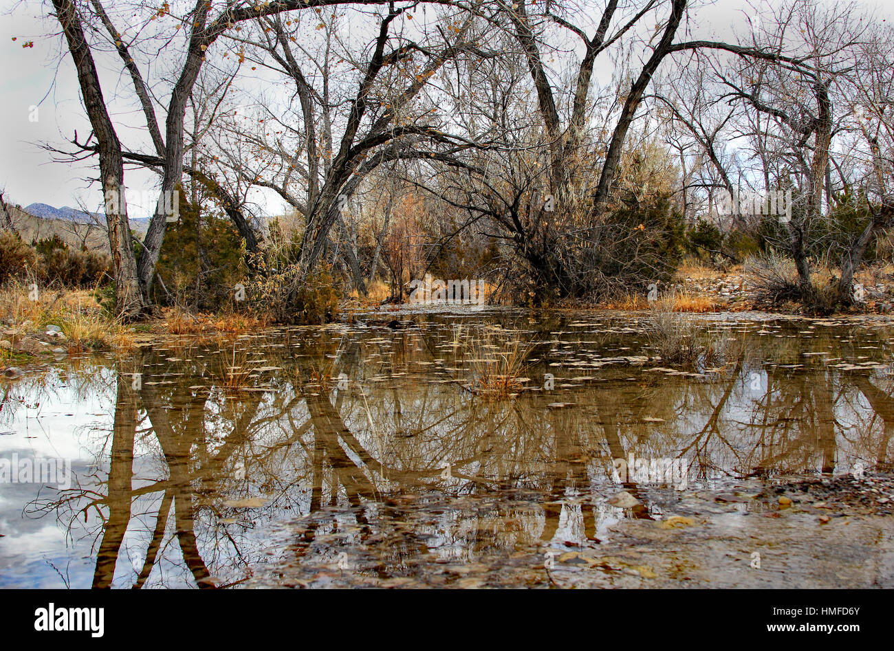Cottonwood trees in winter reflected in a pond in Ojo Caliente, New