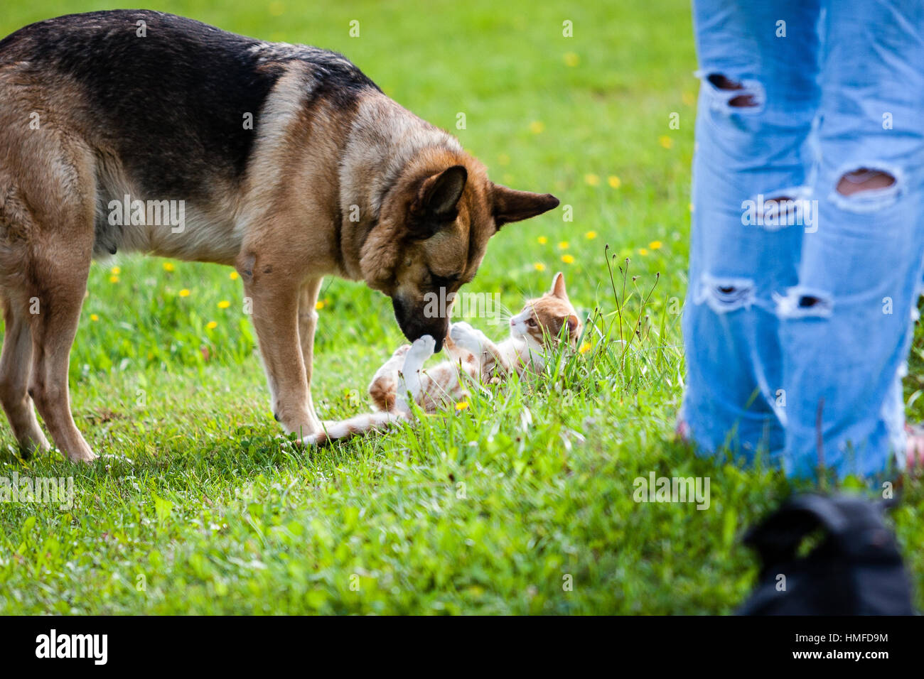Dog and cat fighting hires stock photography and images Alamy