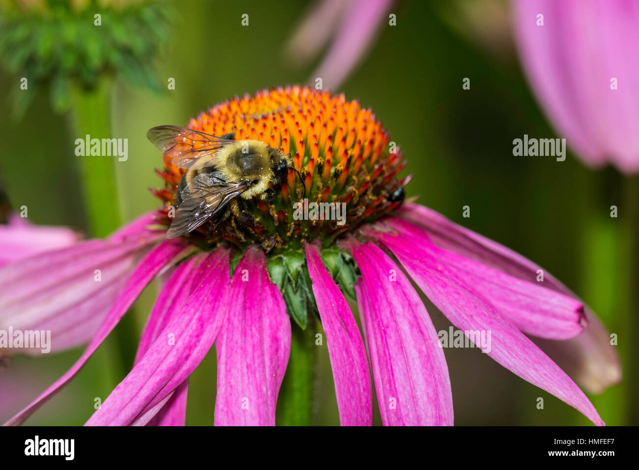 Eastern Carpenter Bee gathering pollen on a Purple Coneflwoer Stock ...