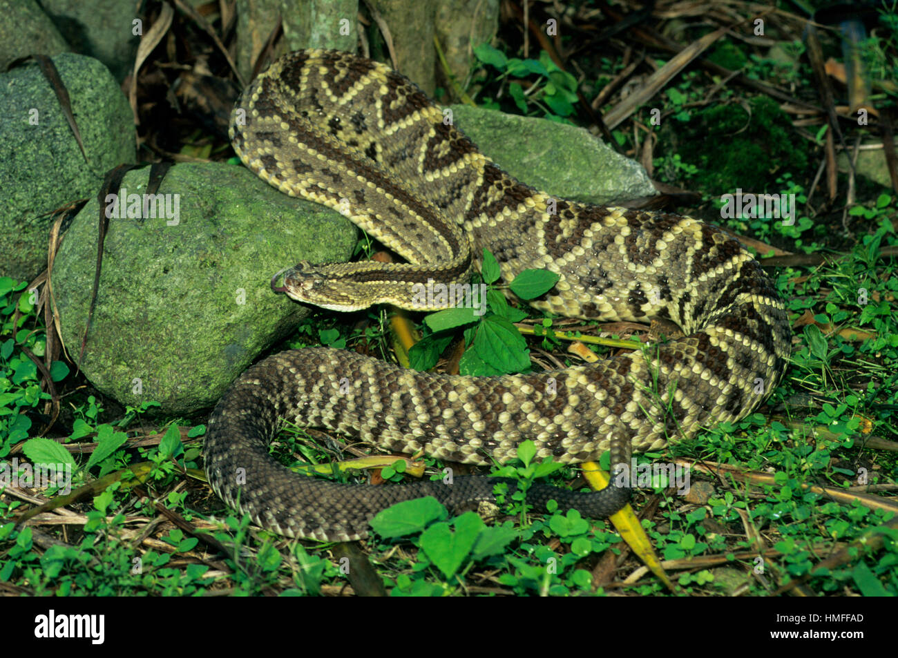 Tropical Rattlesnake (Crotalus durissus), Costa Rica Stock Photo