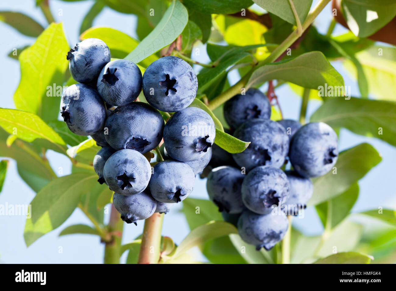 Что похоже на голубику. Черника и голубика разница. Черника и голубика разница. Черника и голубика отличия. Фиолетовые ягоды.