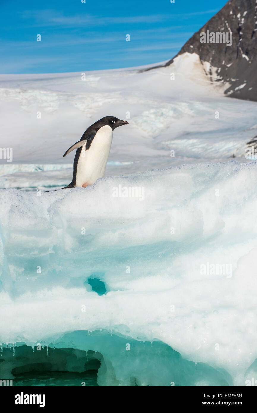 Adelie penguin (Pygoscelis adeliae) colony in Hope Bay, Antarctica, Polar Regions Stock Photo