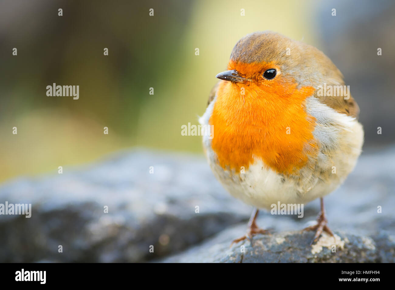Robin, garden bird, Scotland, United Kingdom Stock Photo
