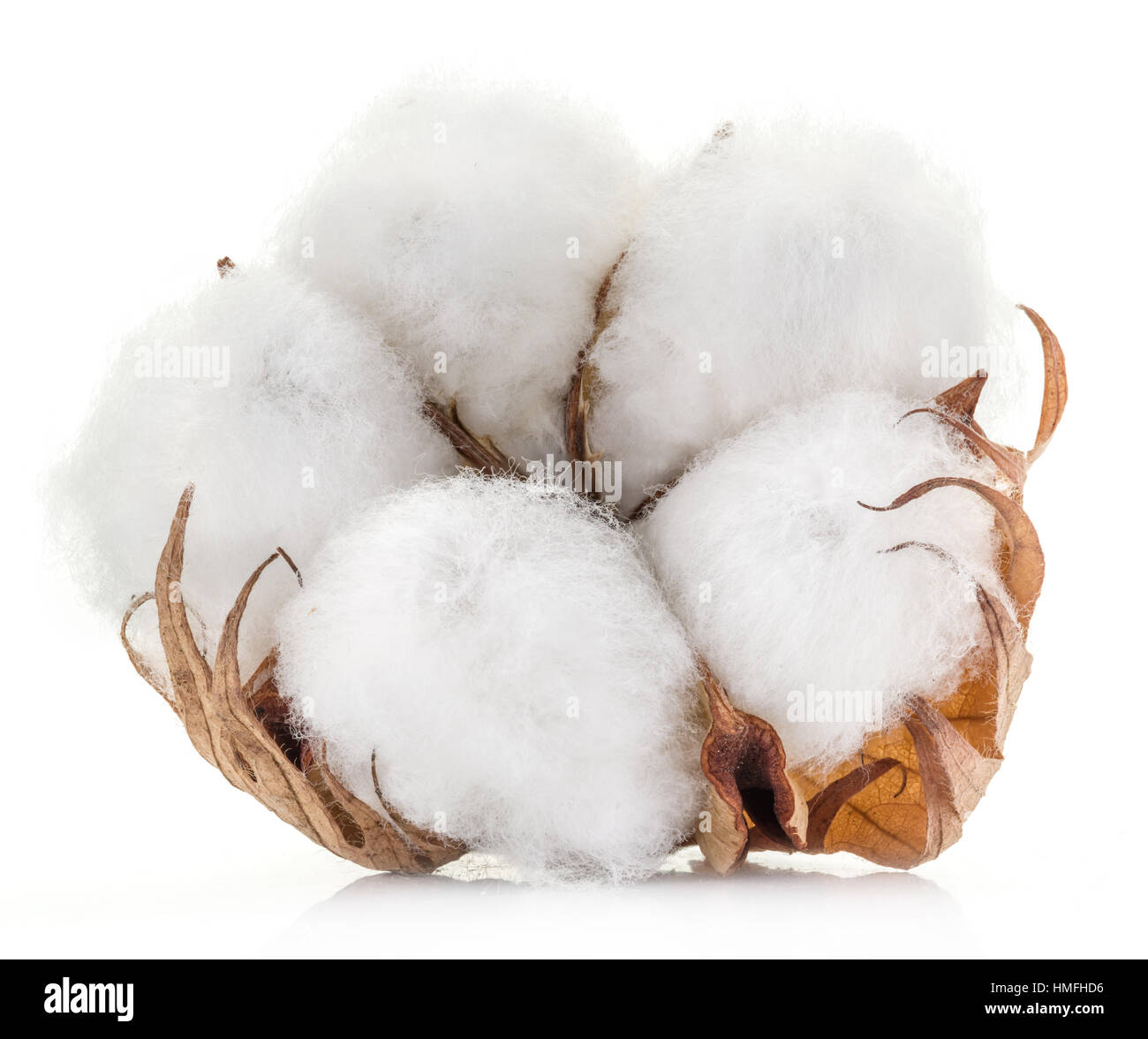 Cotton Plant High Resolution Stock Photography and Images - Alamy