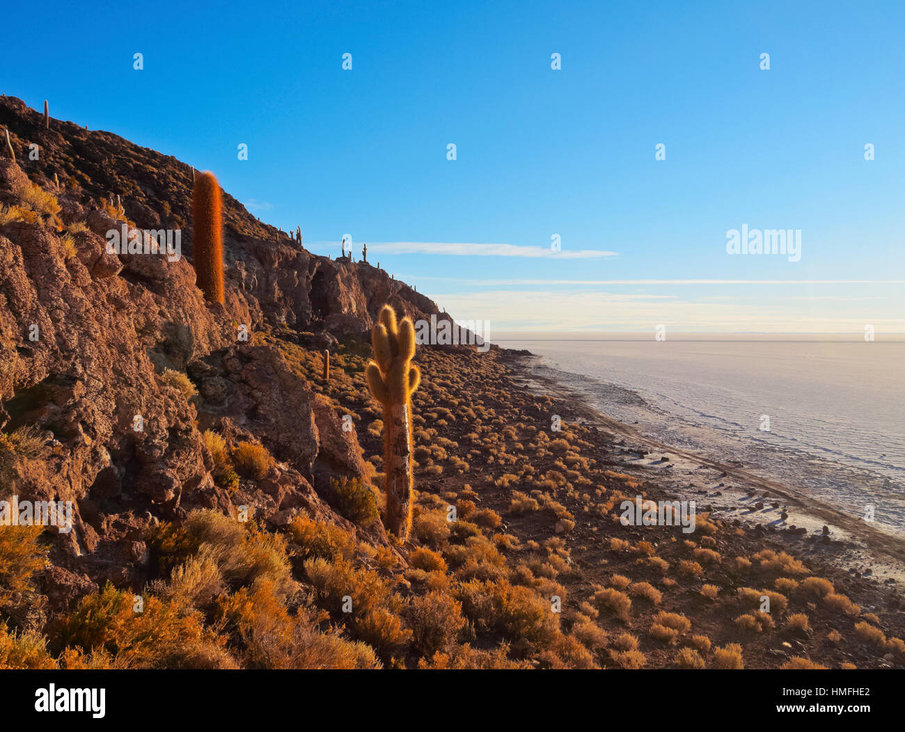 View of Incahuasi Island with its gigantic cacti, Salar de Uyuni, Daniel Campos Province, Potosi Department, Bolivia Stock Photo