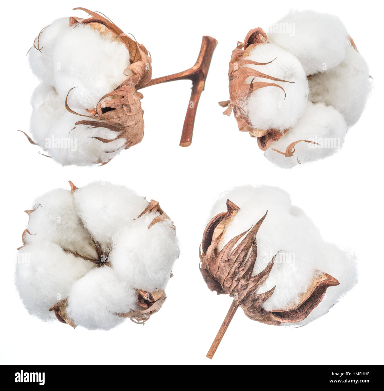 Fluffy cotton ball of cotton plant on a white background Stock Photo