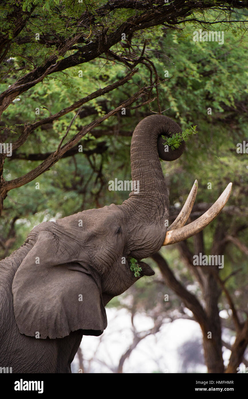 An African elephant (Loxodonta africana) browsing on tree leaves, Khwai Concession, Okavango Delta, Botswana Stock Photo
