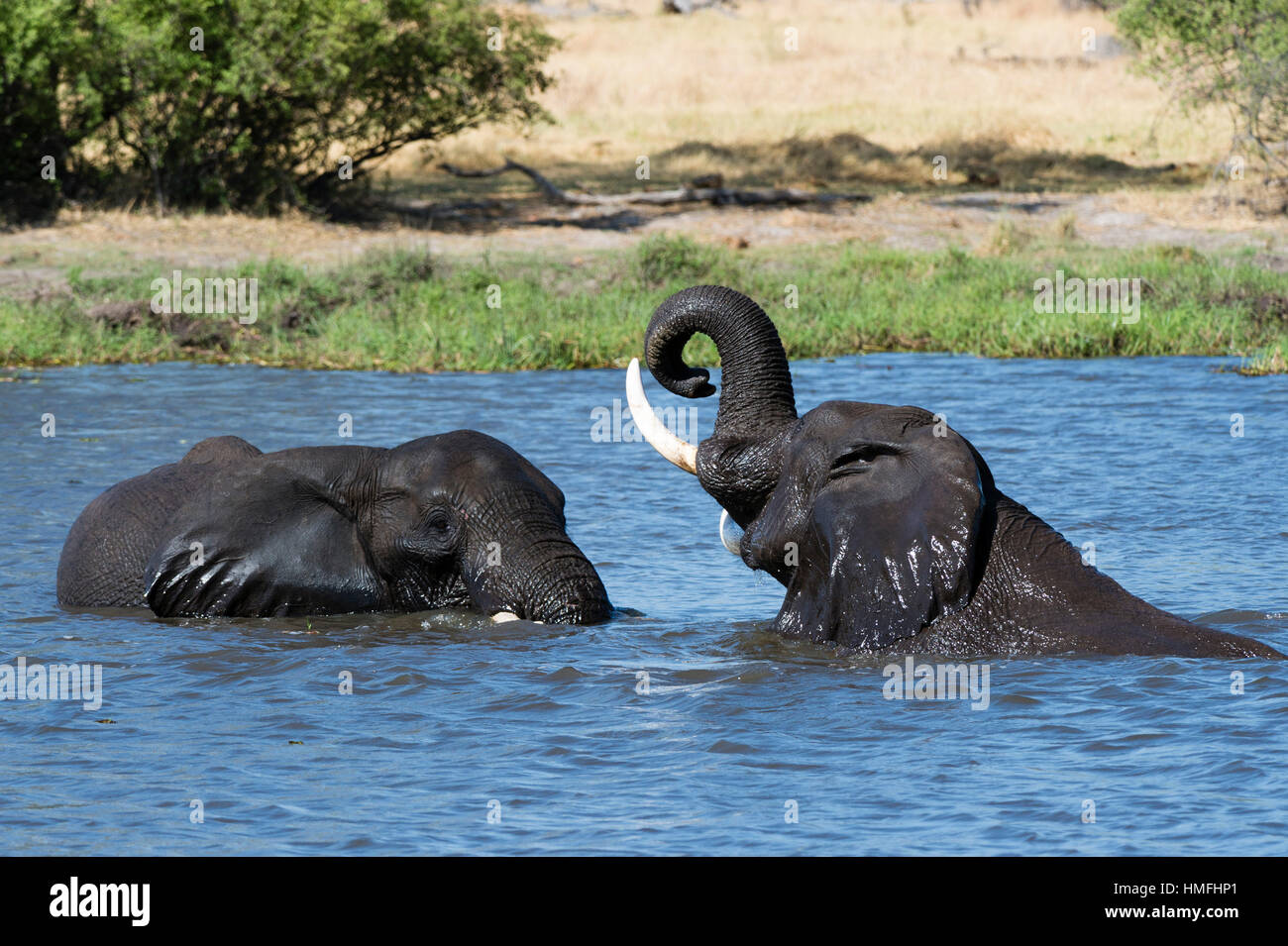 Two African elephants (Loxodonta africana) sparring in the River Khwai, Khwai Concession, Okavango Delta, Botswana Stock Photo