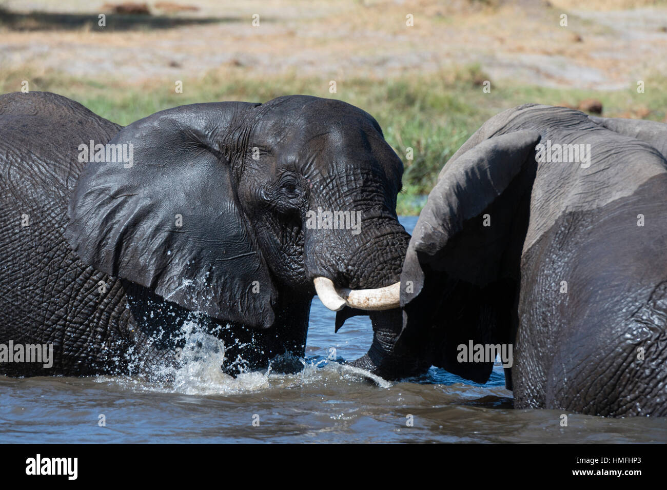 Two African elephants (Loxodonta africana) sparring in the river Khwai, Khwai Concession, Okavango Delta, Botswana Stock Photo