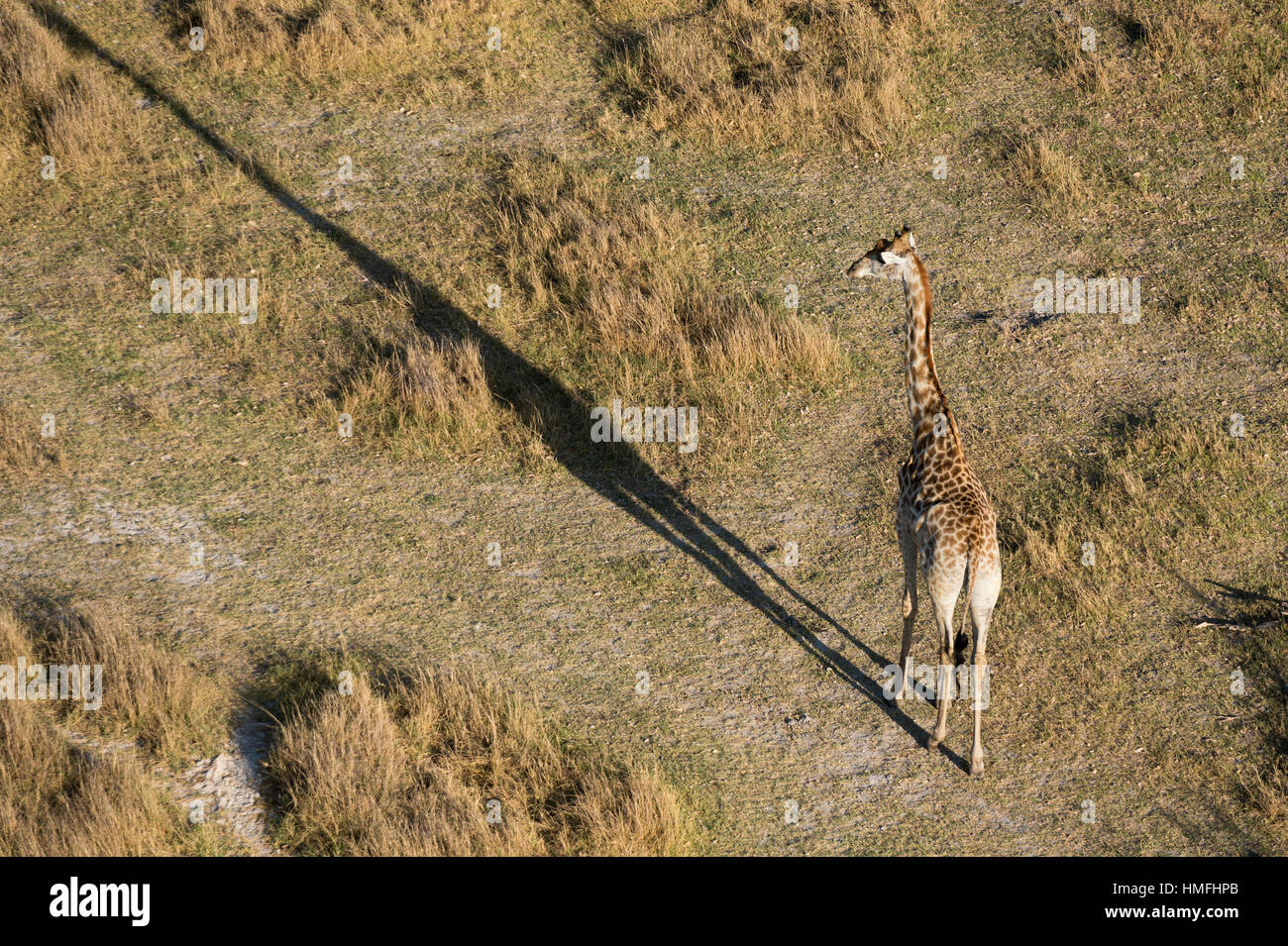 An aerial view of a giraffe (Giraffe camelopardalis) walking in the Okavango Delta, Botswana Stock Photo