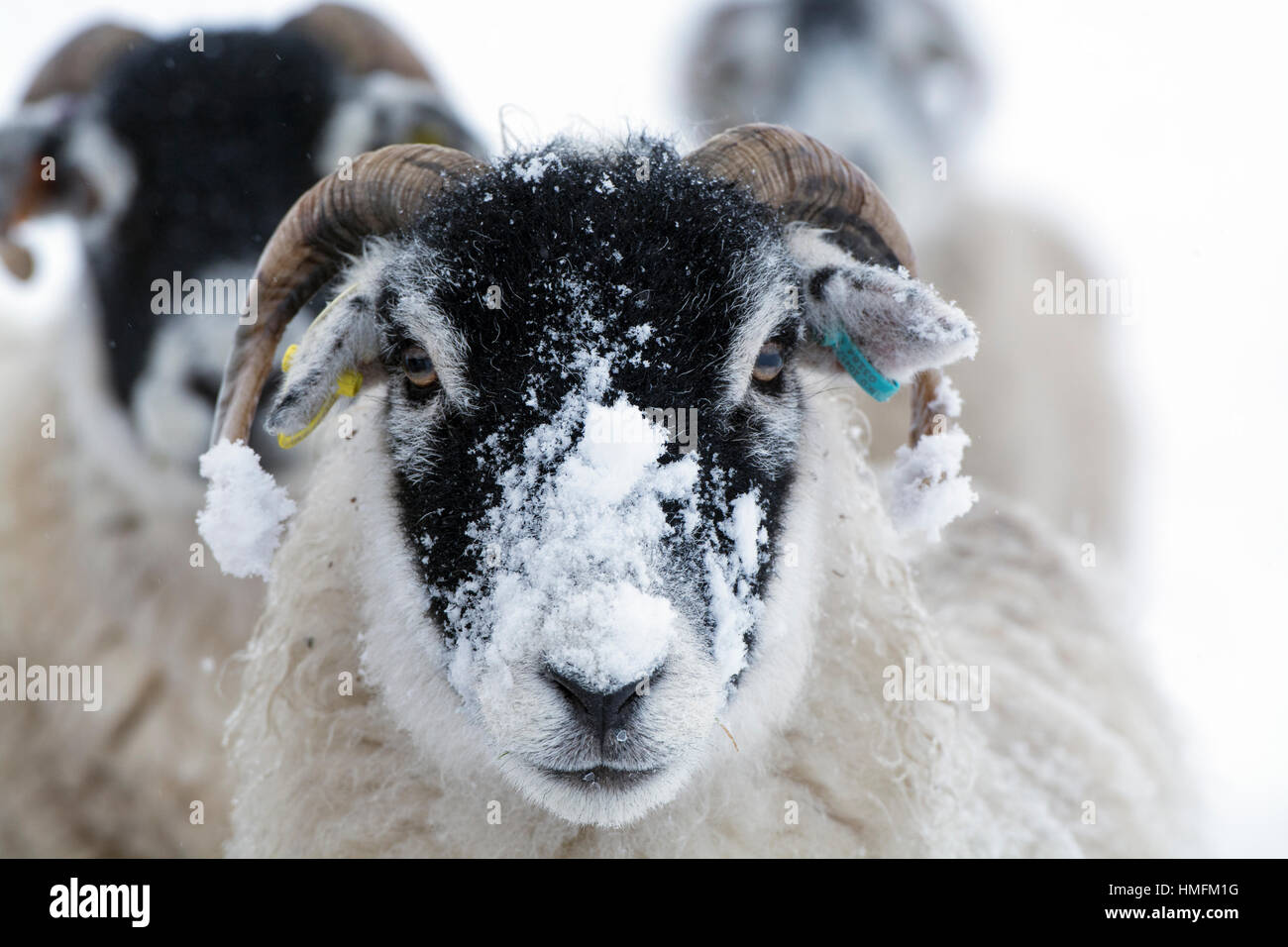 Swaledale sheep enjoying the first snow of the winter in Wensleydale