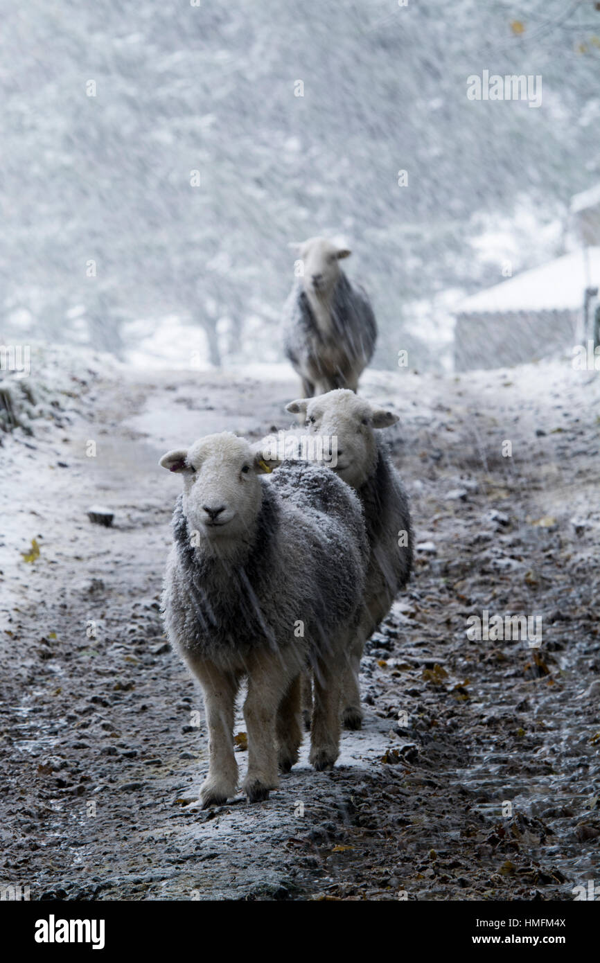 Herdwick sheep standing on a lane during a snowstorm, North Yorkshire, UK. Stock Photo