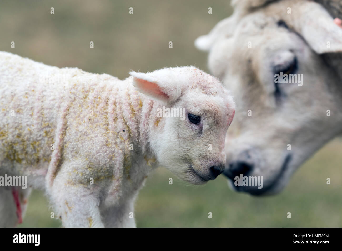 Newborn texel lambs being licked clean by ewe. North Yorkshire, UK. Stock Photo