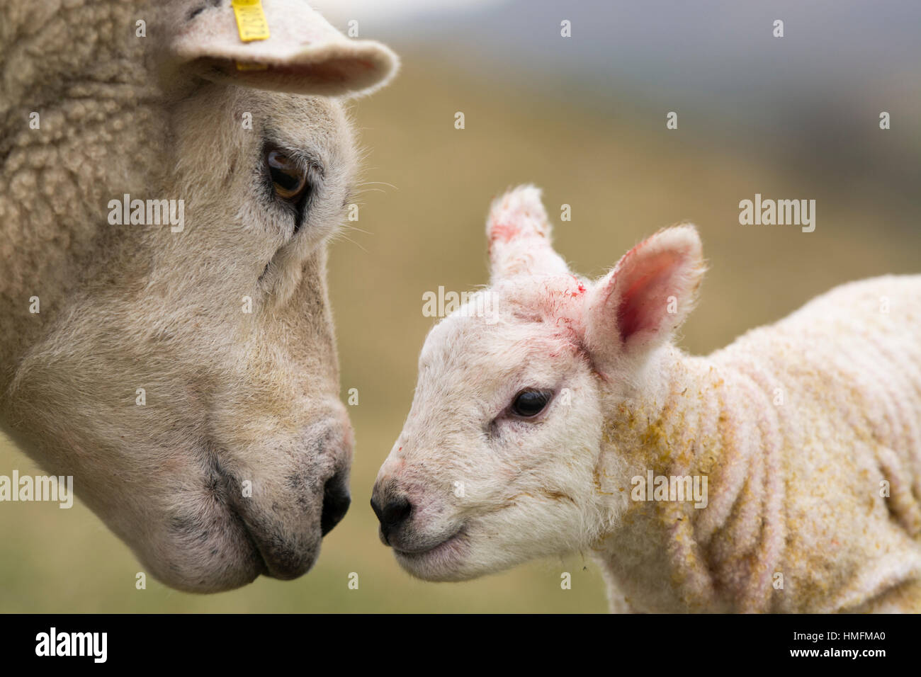 Newborn texel lambs being licked clean by ewe. North Yorkshire, UK. Stock Photo