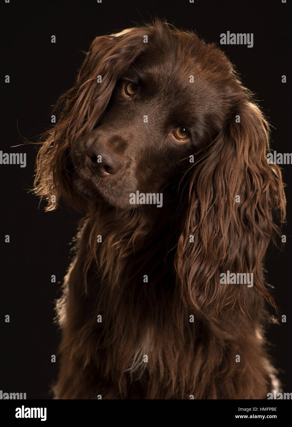 Spaniel chocolate brown hi-res stock photography and images - Alamy