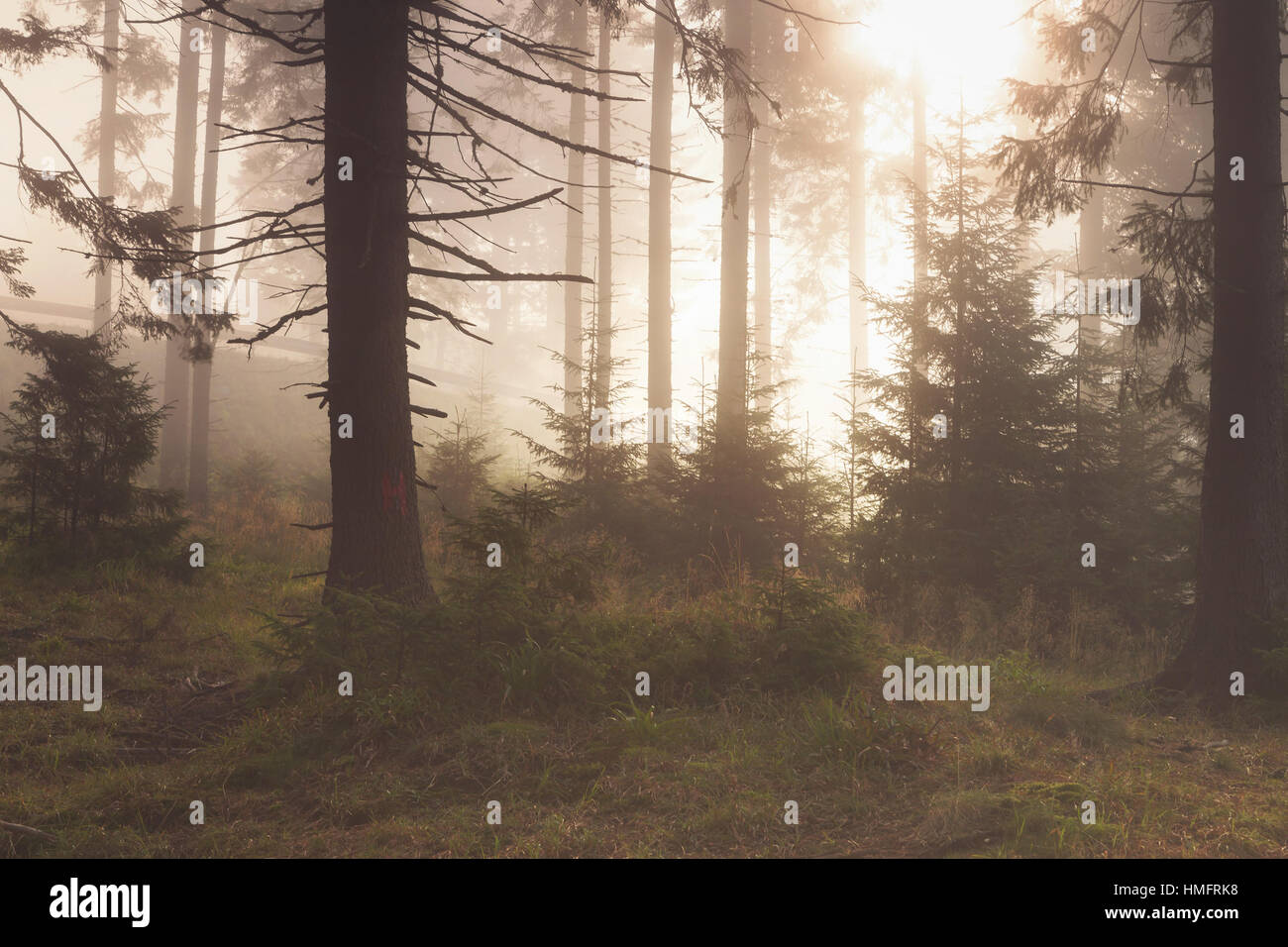 Beautiful landscape of a foggy forest, at sunrise Stock Photo - Alamy