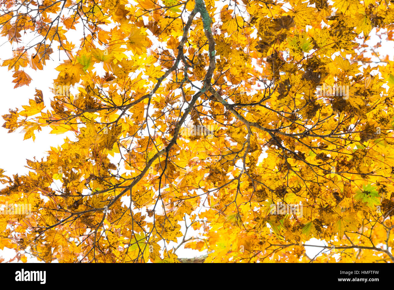 Yellow autumn leaves tree branch on white sky background Stock Photo ...