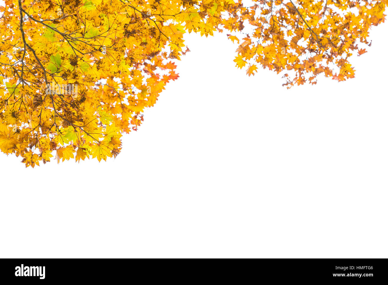Yellow autumn leaves tree branch on white sky background Stock Photo ...