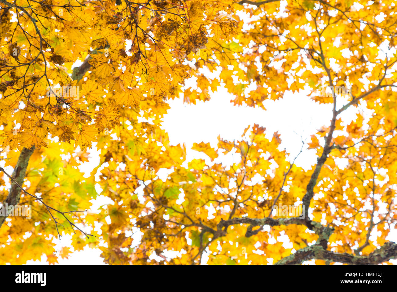 Yellow autumn leaves tree branch on white sky background Stock Photo ...
