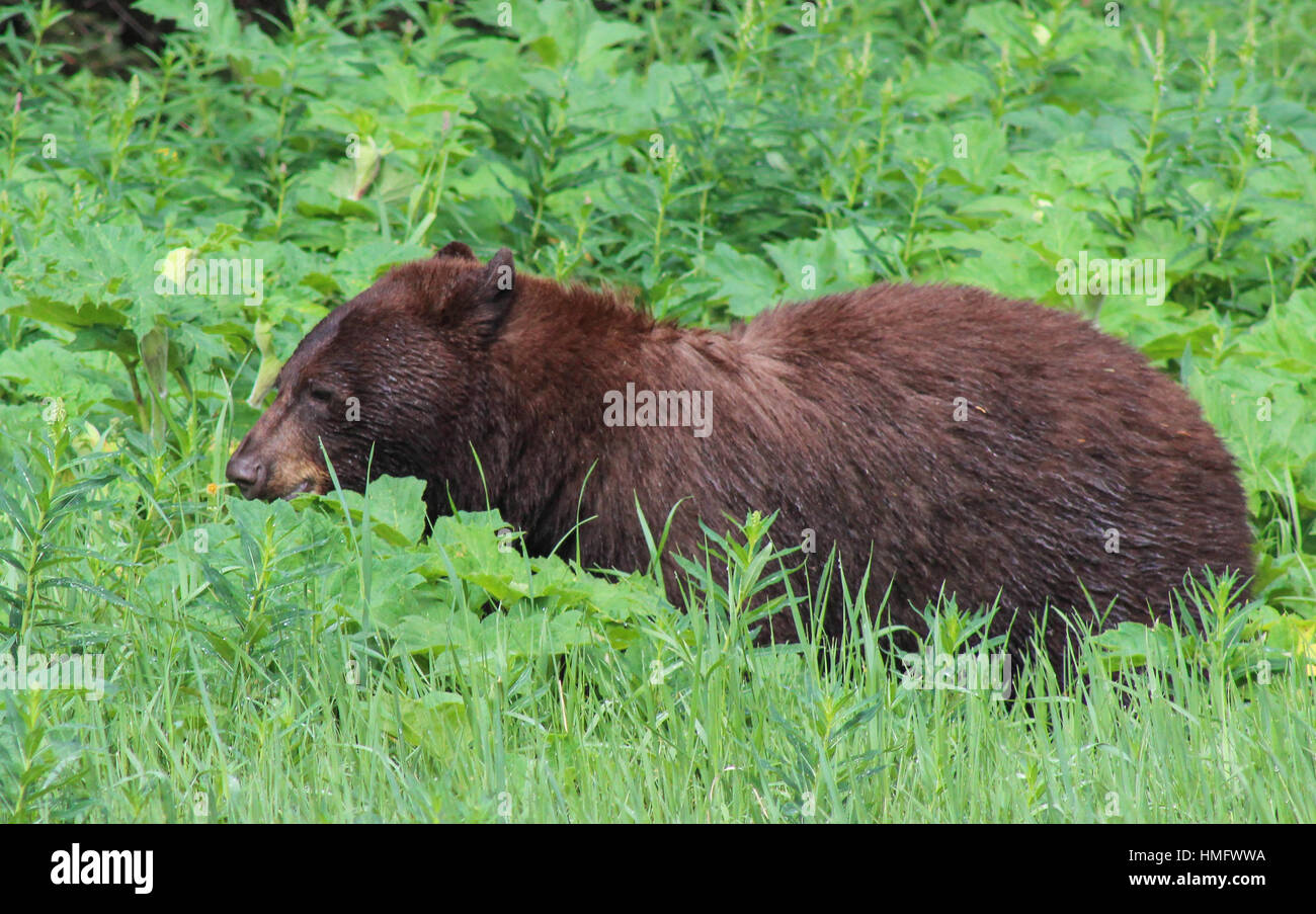 black bear near Columbia Ice Fields in Alberta Canada Stock Photo