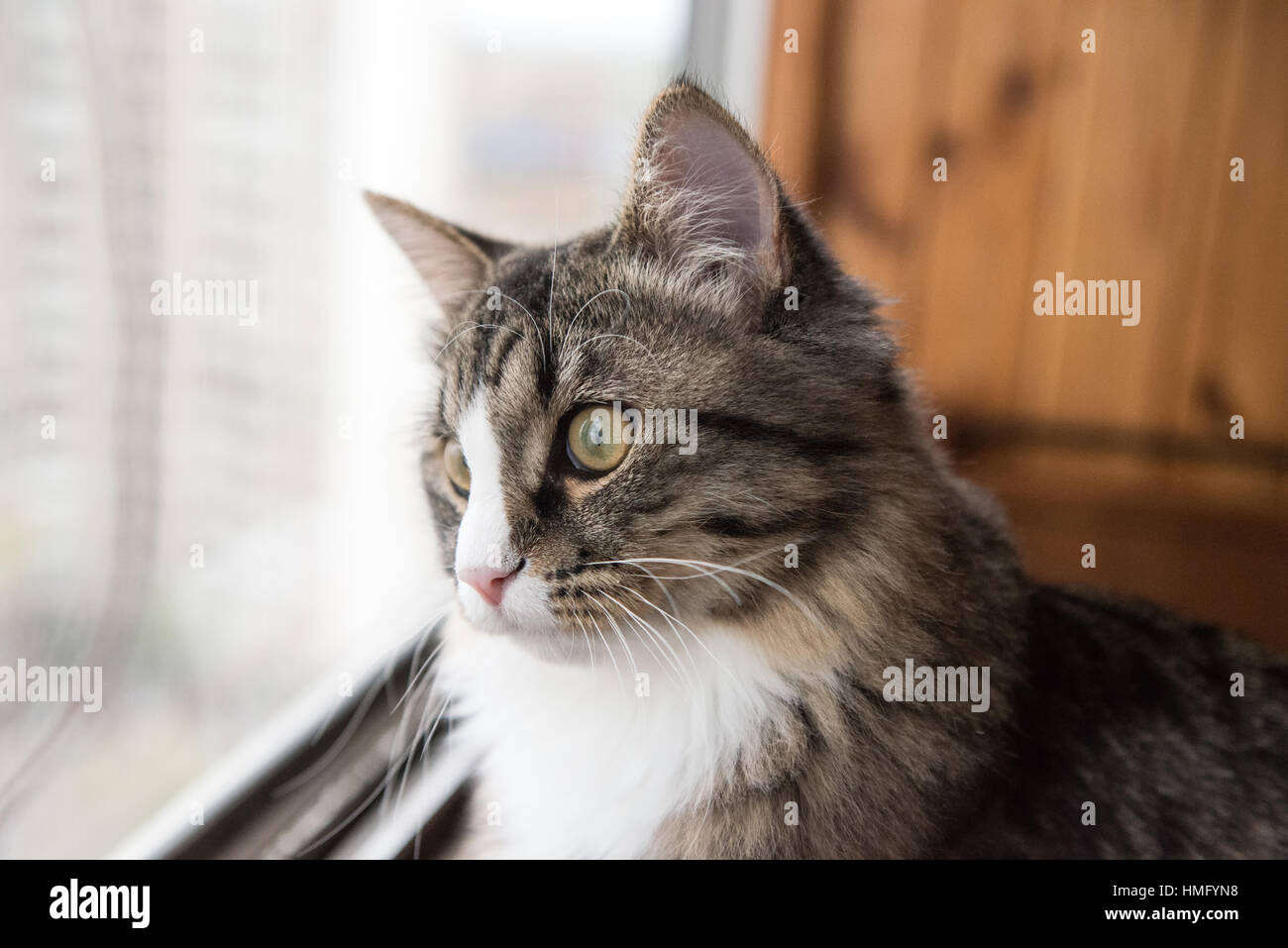 cat looks out the window. Beautiful cat sitting on a windowsill and