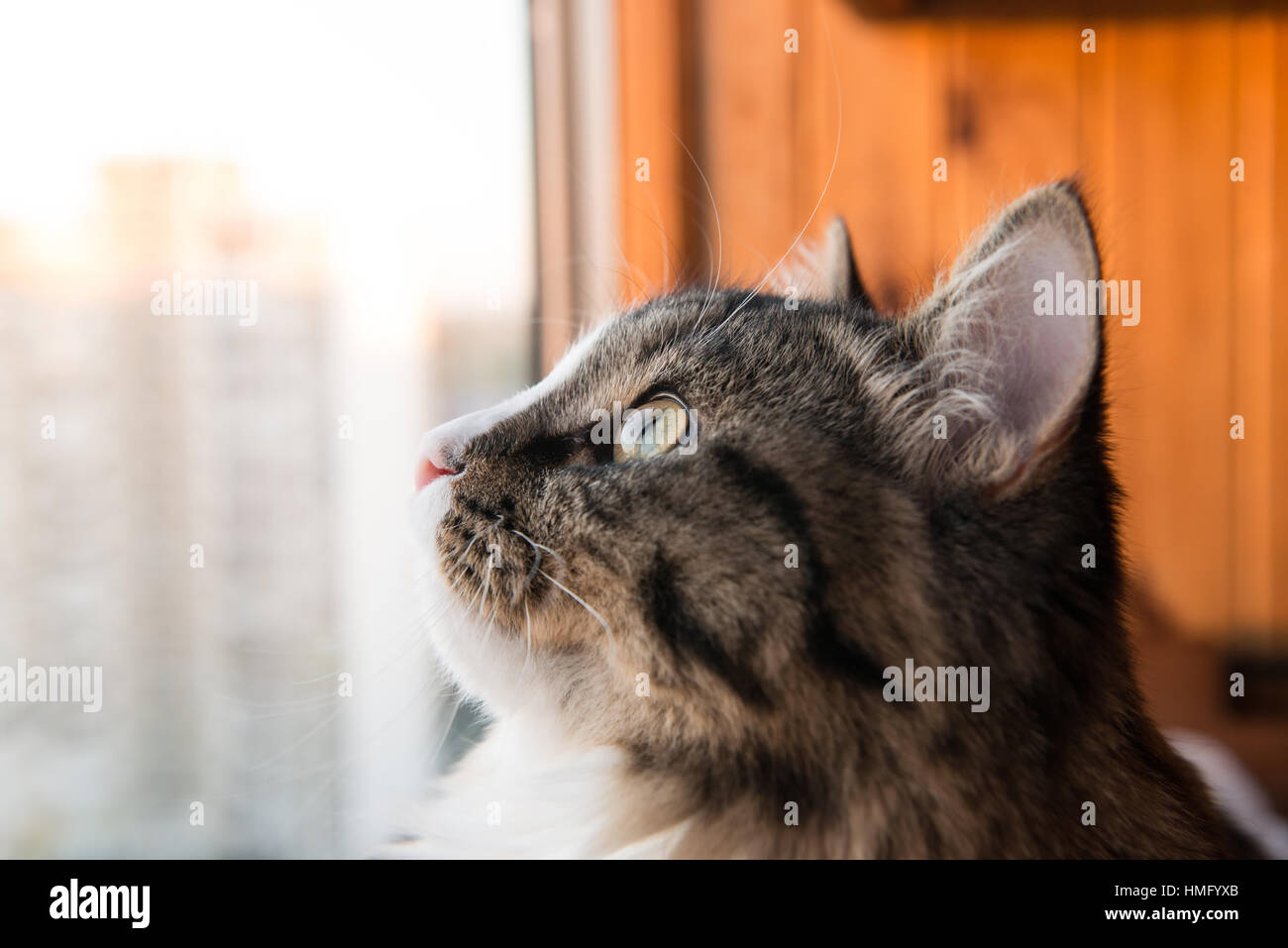 cat looks out the window. Beautiful cat sitting on a windowsill and