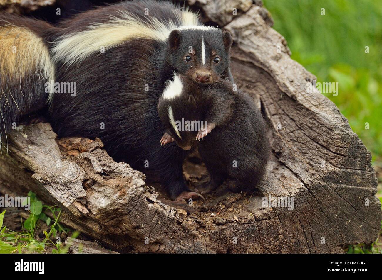 Skunk mother and baby hi-res stock photography and images - Alamy