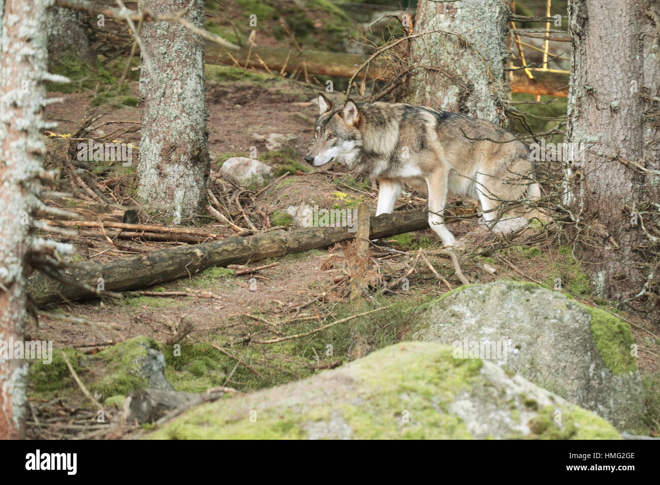 European wolf, Europaeischer Wolf, Canis lupus, wolf, CZECH REPUBLIC. European wolf in the wild in the forests of Sumava Stock Photo
