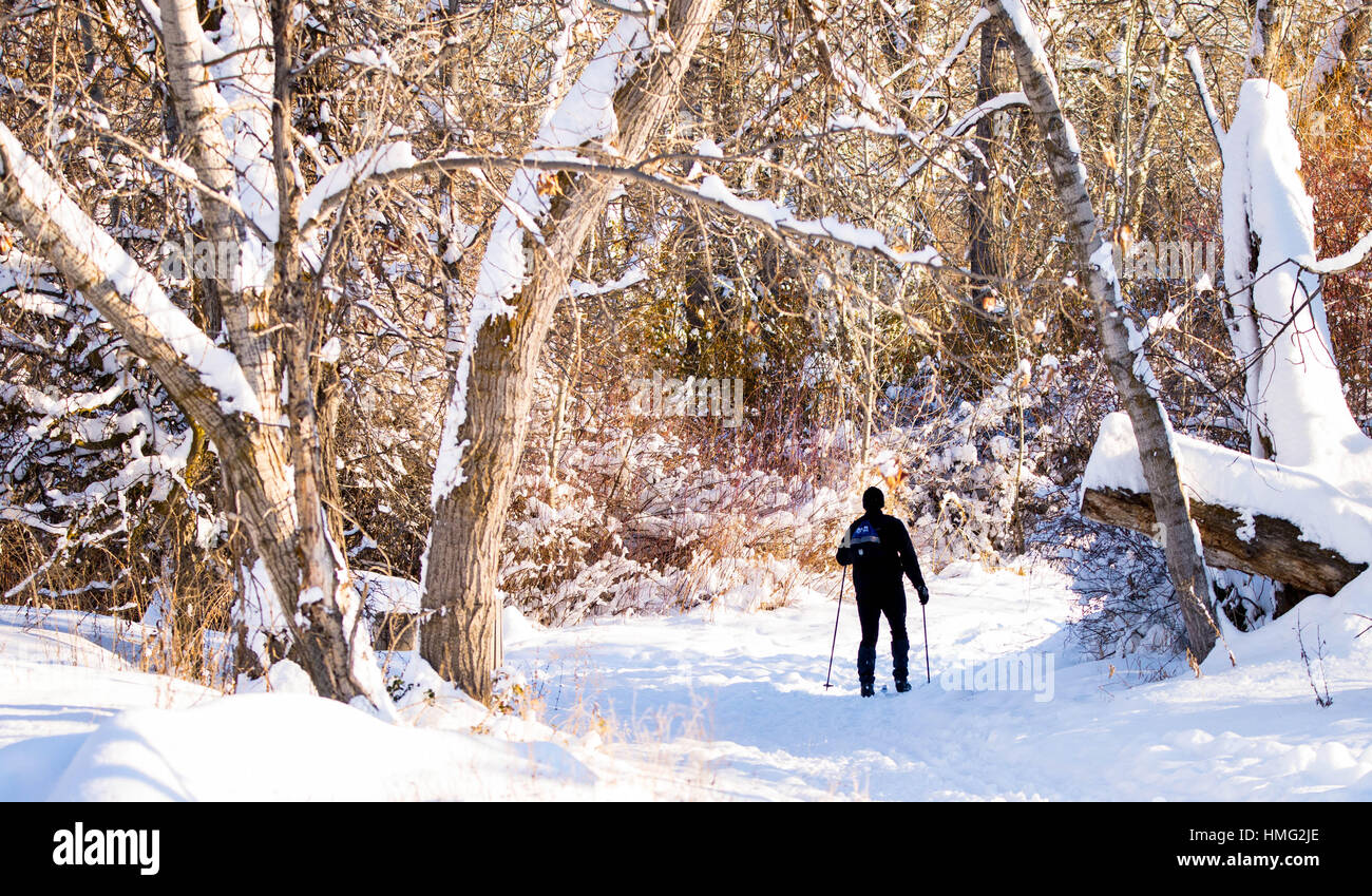 Winter, Cross country skier skinng on fresh wnter snow. Boise river Greenbelt, Boise, Idaho, USA Stock Photo