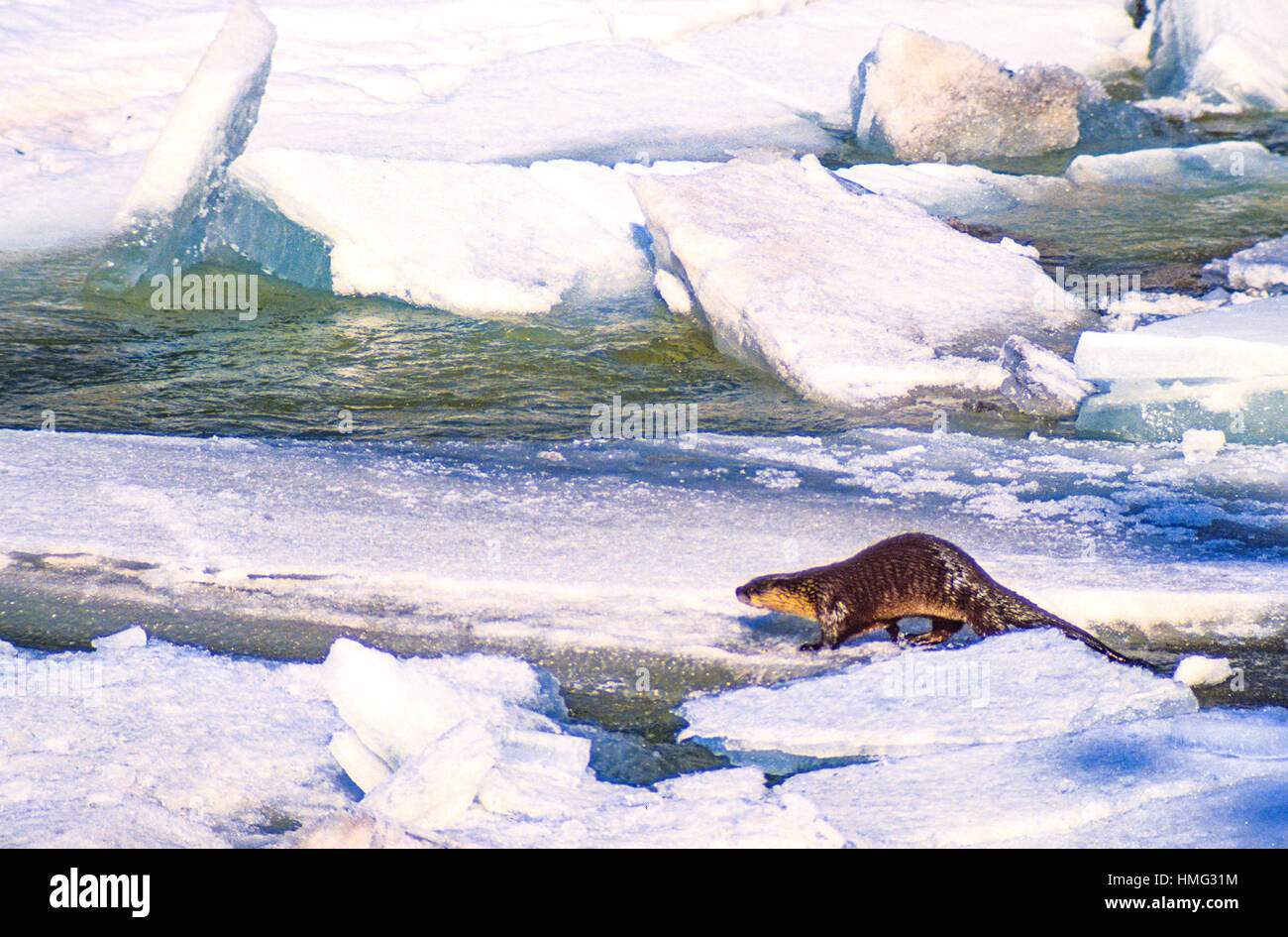 Winter, River Otter on winter ice flow. Payette River, Idaho, USA Stock Photo